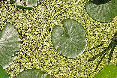 特别好评《房屋建造者》登陆Steam 限时25%优惠