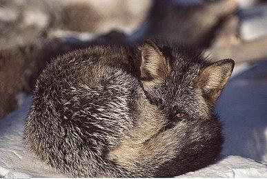 传奇赛车现身嘉年华《极限竞速：地平线5》跨越67年邂逅经典